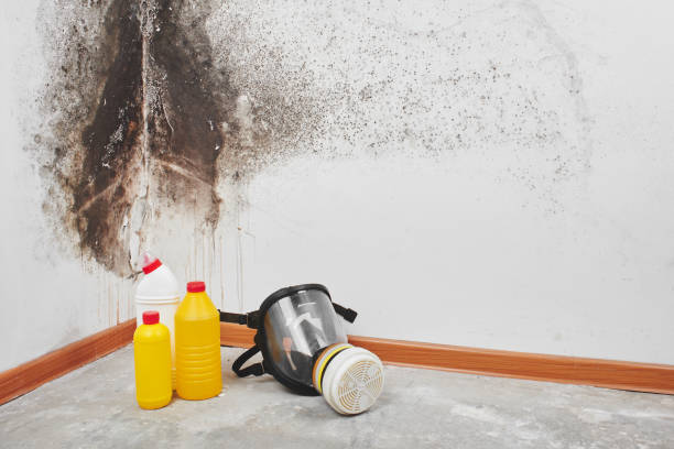 Shell Valley, ND Mold Inspection, Removal & Remediation Company